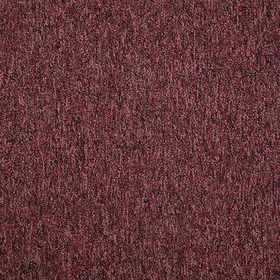 Latour 2 - Cheviot 01043