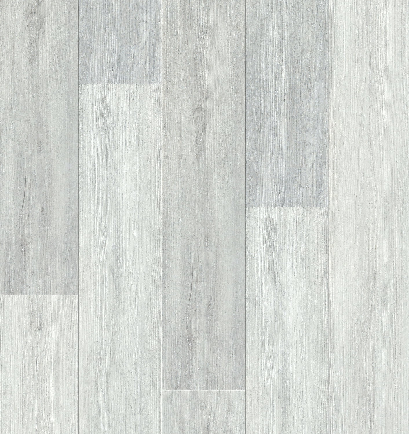 Living - Himalayan Birch