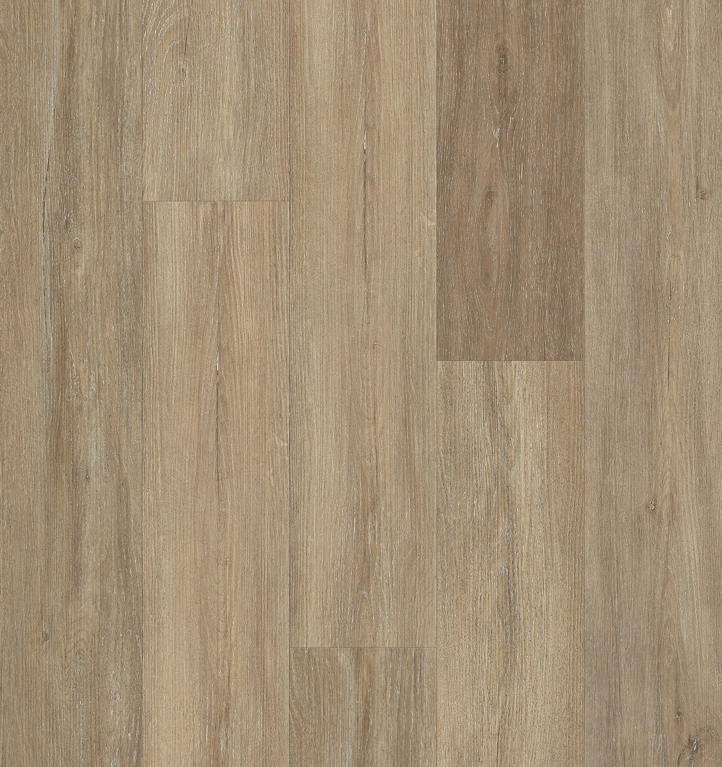 Living - American Elm